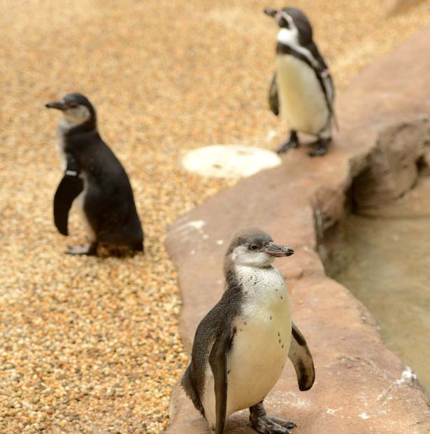 rare-penguins-are-dying-in-a-safari-park-due-to-malaria2